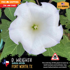 Heirloom Datura Wrightii -