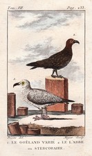 Gabbiani Larinae Mouette