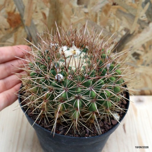 Notocactus submammulosus vaso - submammulosus,