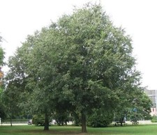 Celtis australis - bagolaro