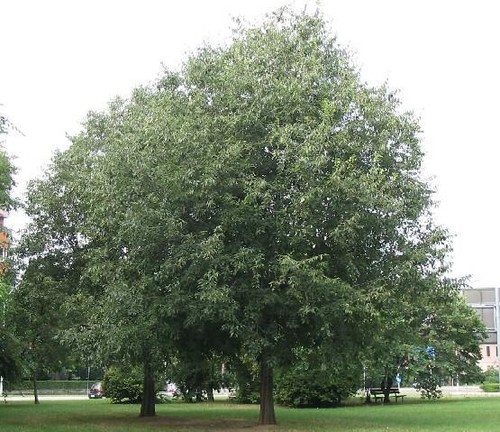 Celtis australis bagolaro - -,