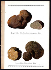 1913 antica stampa a colori