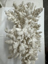 Corallo bianco ELKHORN naturale acropora da collezione