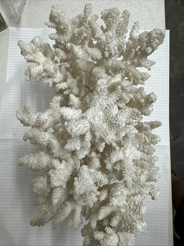 Corallo bianco elkhorn - corallo,