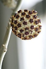 80002421 Hoya Kerrii fiore di