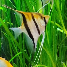 50 Vallisnerie fresche del mio