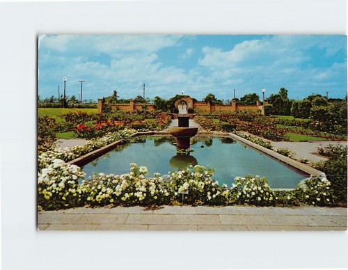 Cartolina tyler rose - rose, garden
