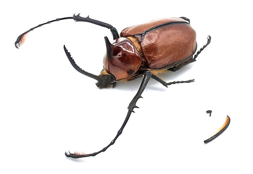 Dynastinae golofa sp - golofa,