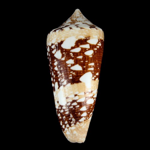 Seashell 136 conus - seashell,