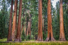 50 x semi sequoia gigante