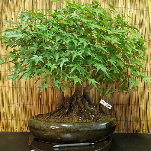 Bonsai acero yamamomijii - di, h