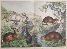 SORDELLI STORIA NATURALE