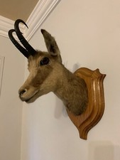 Tassidermia Capriolo anni 90