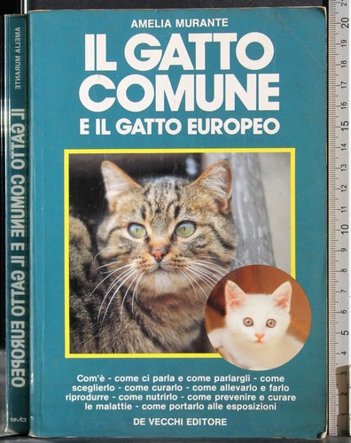 Gatto comune il - gatto,