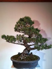 Bonsai Pino Bianco Giapponese