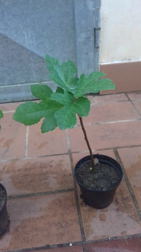 Pianta fico ficus carica - ficus,