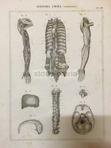 MEDICINA_ANGIOLOGIA_CIRCOLAZIO
