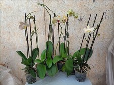 Orchidea Phalaenopsis In Fiore