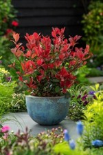 Photinia x fraseri "Little Red Robin" nana da siepe in vaso 8x8 cm