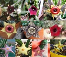 TOT:10 Talee singoli steli NO RADICI:ASCLEPIADACEAE stapelia huernia Piaranthus