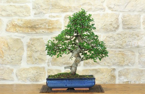 Bonsai olmo cinese - olmo, (155)