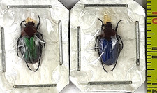 Scarabaeoidea, Cetoniinae