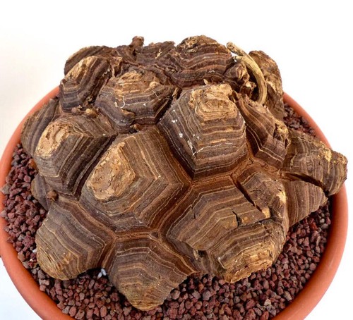Testudinaria elephantipes 100