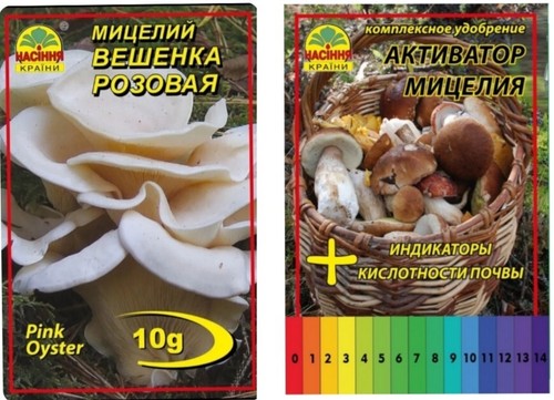 Offerta micelio ostrica rosa - ostrica,