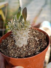 Pachypodium horombense piante