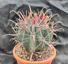Ferocactus gracilis california - ferocactus,