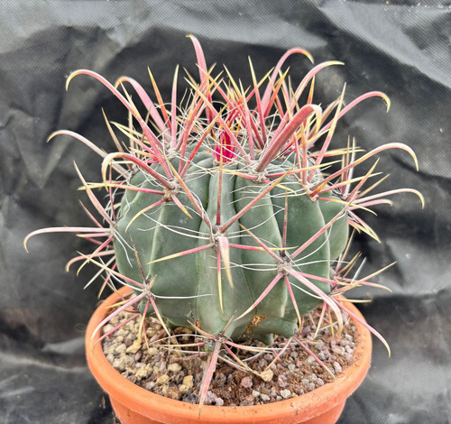 Ferocactus gracilis california - gracilis,