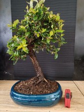 bonsai  quercia da sughero  h 48 cm visita il negozio