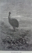 1861 THE ROMANCE OF NATURAL