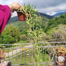 ?Vaso Ø 9 Cm SENECIO HALLIANUS RADICANS BIG Var.FOGLIE GIGANTI BANANA?+Omaggio