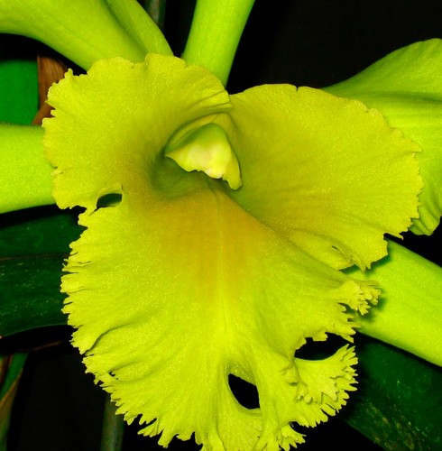 Profumo cattleya pop super - pop,