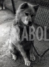 Foto vintage Animali, un