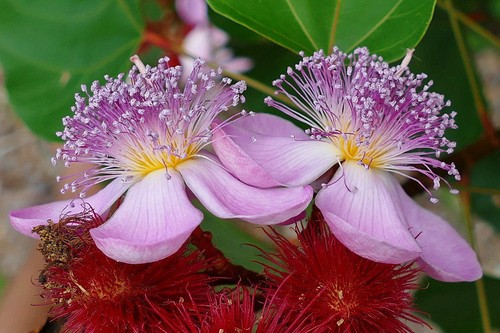 Bixa orellana achiote 10 - orellana, achiote,