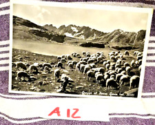 GREGGE DI PECORE AL PASSO