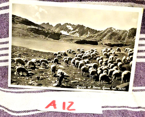 Gregge pecore passo - gregge, al