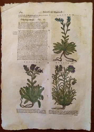 Stampa antica erbario - antica,
