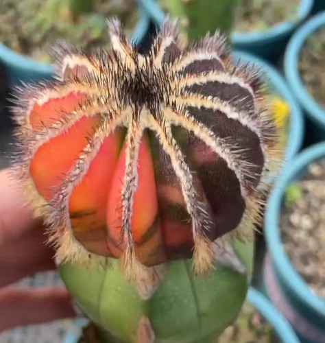 Uebelmannia pectinifera - cm,