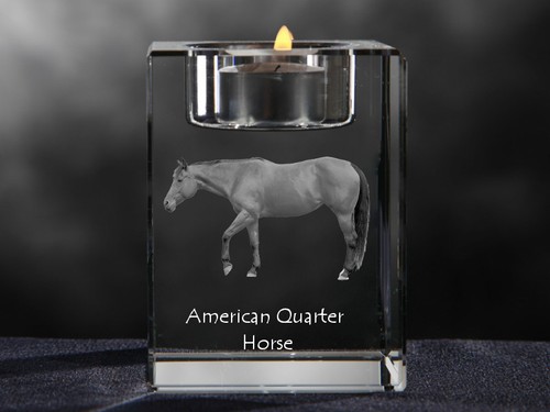 American quarter horse - american,