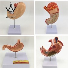 Modello anatomico dello