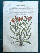 MATTIOLI MATTHIOLI Erbario a figure grandi originale del 1604 MIGLIO INDIANO