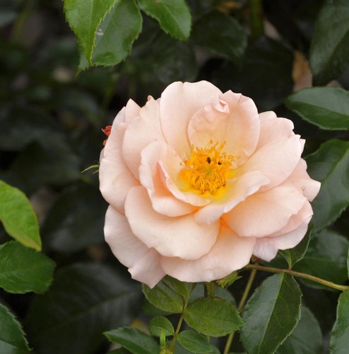 Rosa albicola alto fusto