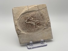Libano fossile ciclobatis - libano, ciclobatis-ray