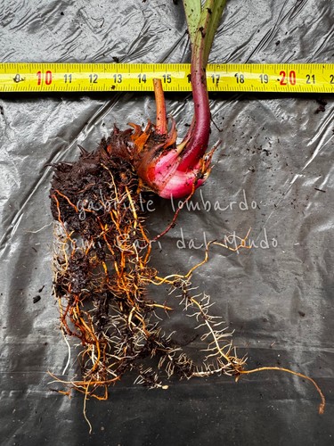 Sarracenia leucophylla l20c - sarracenia,