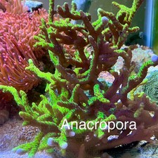 5 Pack SPS Frag Pack Live