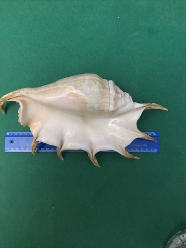 Conchiglia lambis truncata - lambis,