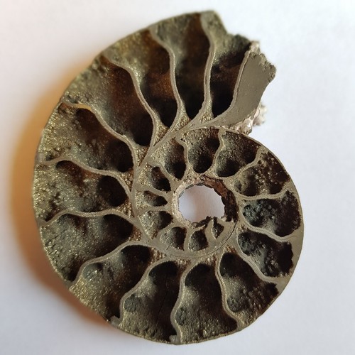 Ammonite fossile kosmoceras - ammonite,